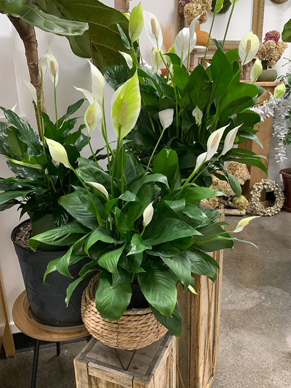 floral-shop-grand-haven