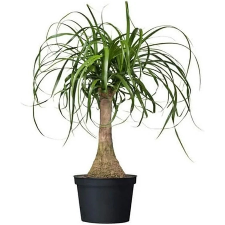 Pony Tail Palm