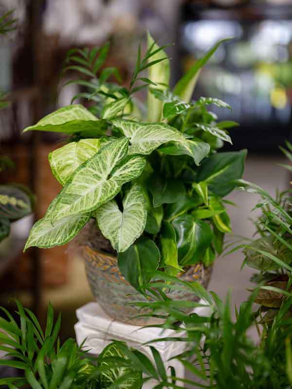 Sympathy Flowers in Grand Haven, MI