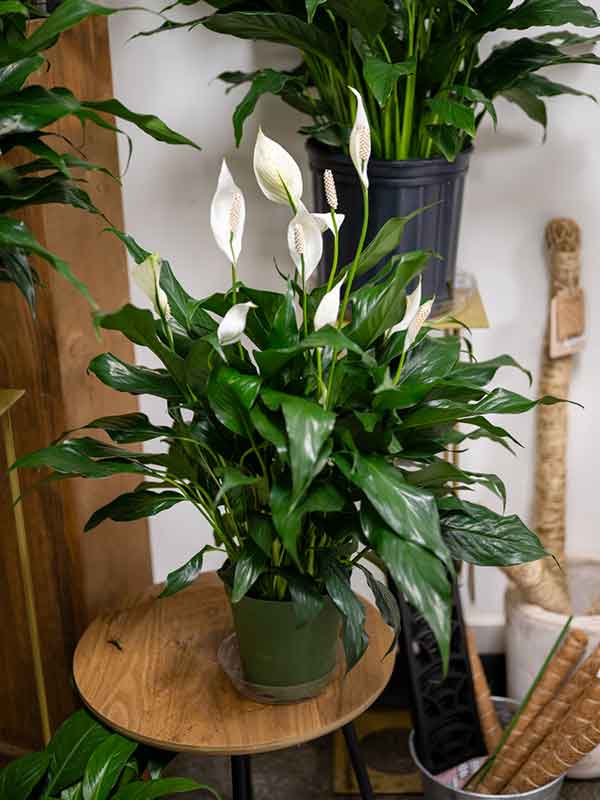 Sympathy Flower Delivery in Grand Haven, MI