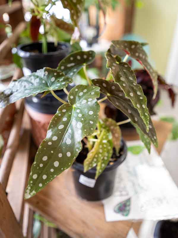 Sympathy Flower Delivery in Grand Haven