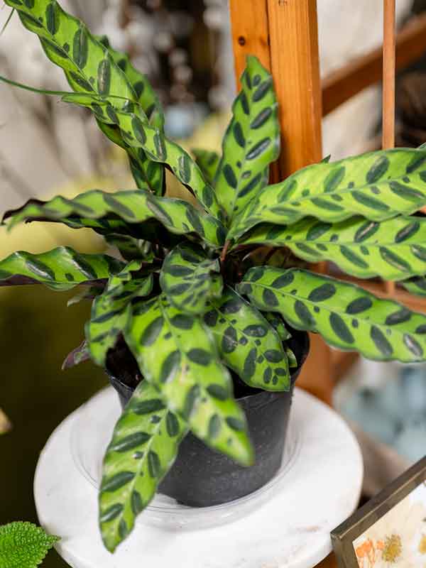 Sympathy Plant and Flower Delivery