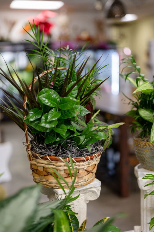 houseplant store in Grand Haven