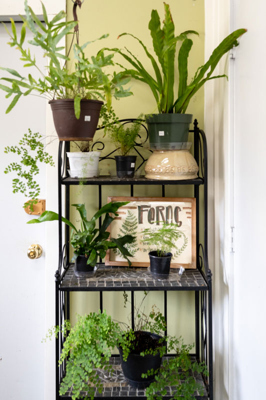 shop for houseplants in Grand Haven and Spring Lake area