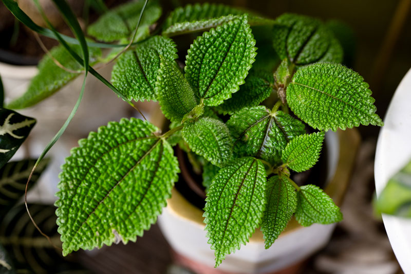 Shop House Plants at Garden House Floral in Grand Haven MI