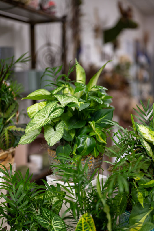 houseplant shop in Grand Haven